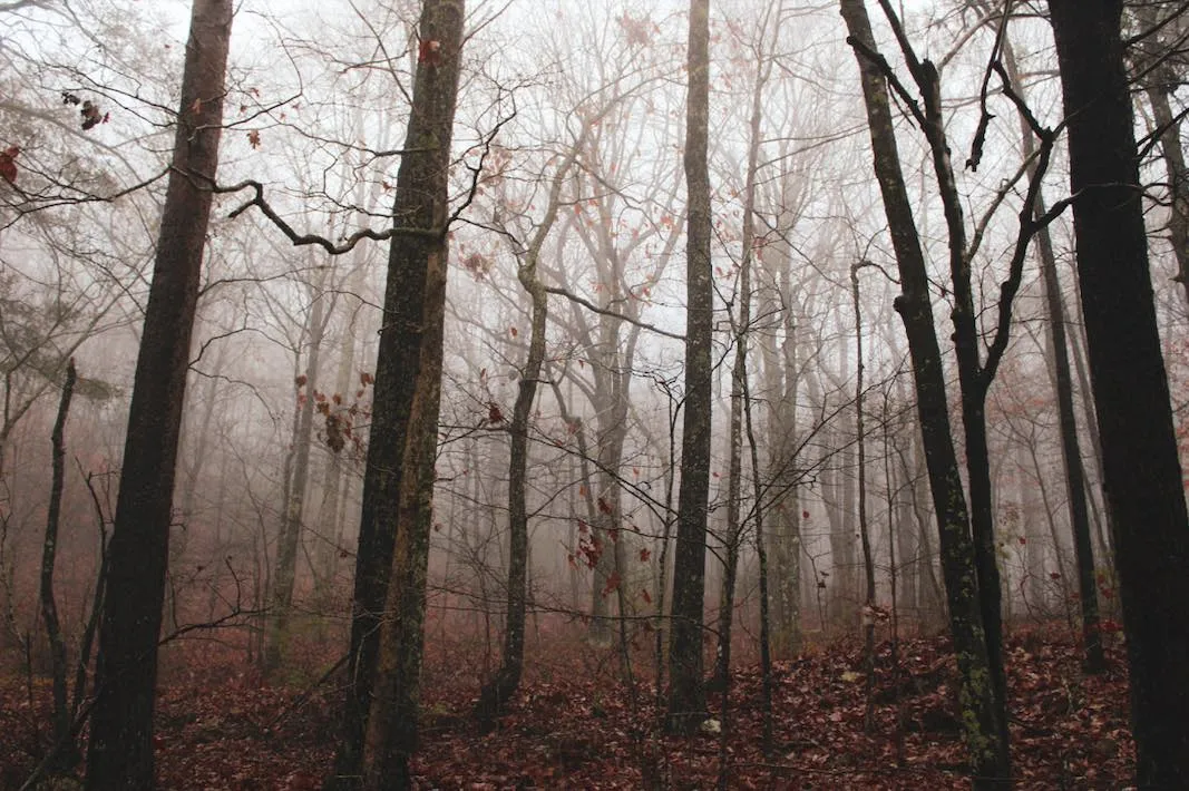 Weekly Horoscope: November 11– November 17, 2024